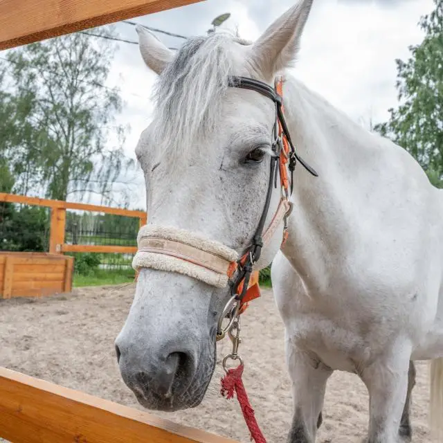 Real photos of Strelka Glamping