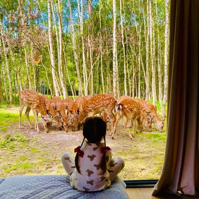 Real photos of Domiki Bembi Land