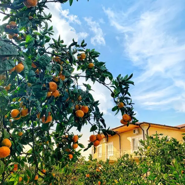 Real photos of Wonderful Garden Guest House