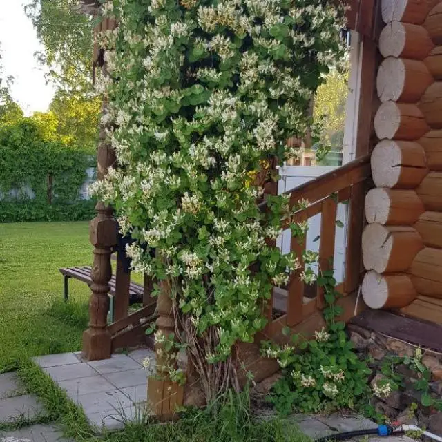 Реальные фото Ржев-Волга