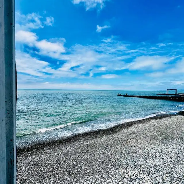 Real photos of Dolphin by the sea