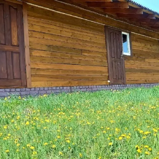 Реальные фото Ромашка