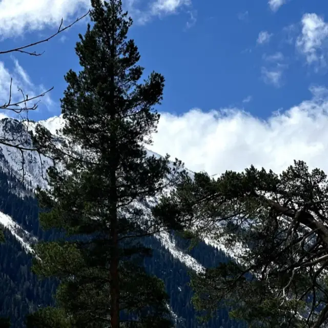 Real photos of Coniferous Valley