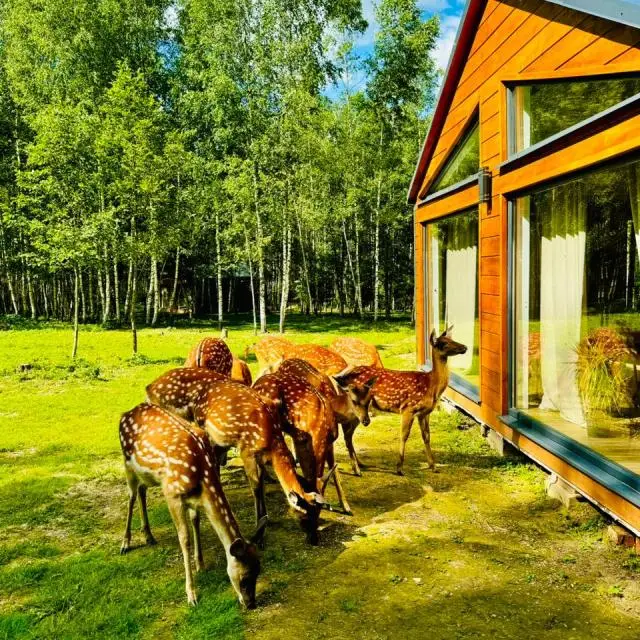 Real photos of Domiki Bembi Land