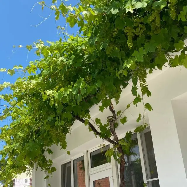 Real photos of Slava Guest House
