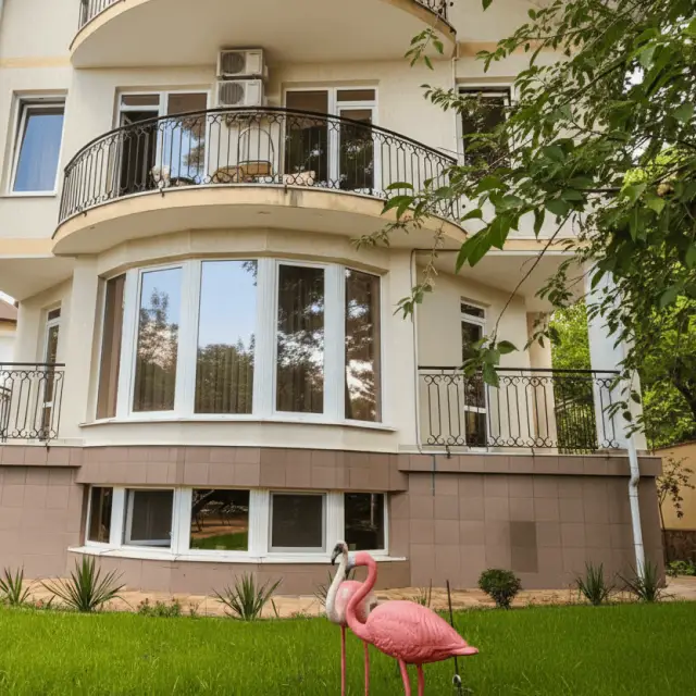 Real photos of Flamingo