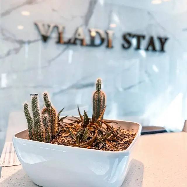 Real photos of VLADI STAY